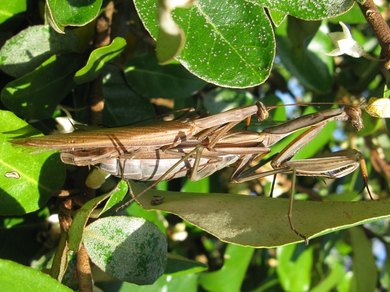 Carrellata di mantis religiosa...